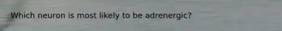 Which neuron is most likely to be adrenergic?