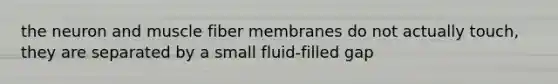 the neuron and muscle fiber membranes do not actually touch, they are separated by a small fluid-filled gap