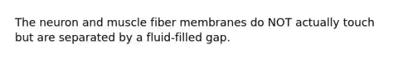 The neuron and muscle fiber membranes do NOT actually touch but are separated by a fluid-filled gap.