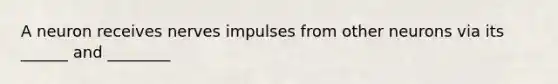 A neuron receives nerves impulses from other neurons via its ______ and ________