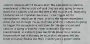 -neuron releases ACH it travels down the sarcolemma (plasma membrane) of the muscle cell and they are also going to move down the t-tubules and into the rest of the muscle cell. thats why t-tubules are so important because it can trigger all the sarcoplasmic reticulum at once. so once the neurotransmitters enter the cell through the sarcolemma and the t-tubules its going to trigger the sarcoplasmic reticulum to release calcium and calcium is going to bind to those contractile filaments (sarcomeres). so calcium goes and binds troponin to remove tropomysium out of the way so actin sites are open and atp binds to myosin heads and then it undergoes a power stroke