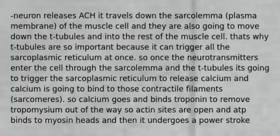 -neuron releases ACH it travels down the sarcolemma (plasma membrane) of the muscle cell and they are also going to move down the t-tubules and into the rest of the muscle cell. thats why t-tubules are so important because it can trigger all the sarcoplasmic reticulum at once. so once the neurotransmitters enter the cell through the sarcolemma and the t-tubules its going to trigger the sarcoplasmic reticulum to release calcium and calcium is going to bind to those contractile filaments (sarcomeres). so calcium goes and binds troponin to remove tropomysium out of the way so actin sites are open and atp binds to myosin heads and then it undergoes a power stroke