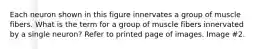 Each neuron shown in this figure innervates a group of muscle fibers. What is the term for a group of muscle fibers innervated by a single neuron? Refer to printed page of images. Image #2.