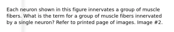 Each neuron shown in this figure innervates a group of muscle fibers. What is the term for a group of muscle fibers innervated by a single neuron? Refer to printed page of images. Image #2.