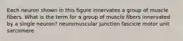 Each neuron shown in this figure innervates a group of muscle fibers. What is the term for a group of muscle fibers innervated by a single neuron? neuromuscular junction fascicle motor unit sarcomere