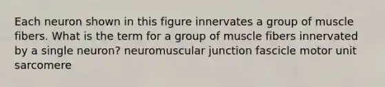 Each neuron shown in this figure innervates a group of muscle fibers. What is the term for a group of muscle fibers innervated by a single neuron? neuromuscular junction fascicle motor unit sarcomere