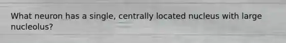 What neuron has a single, centrally located nucleus with large nucleolus?