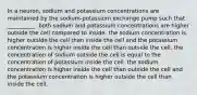 In a neuron, sodium and potassium concentrations are maintained by the sodium-potassium exchange pump such that __________. both sodium and potassium concentrations are higher outside the cell compared to inside. the sodium concentration is higher outside the cell than inside the cell and the potassium concentration is higher inside the cell than outside the cell. the concentration of sodium outside the cell is equal to the concentration of potassium inside the cell. the sodium concentration is higher inside the cell than outside the cell and the potassium concentration is higher outside the cell than inside the cell.