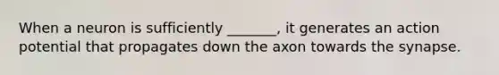 When a neuron is sufficiently _______, it generates an action potential that propagates down the axon towards the synapse.