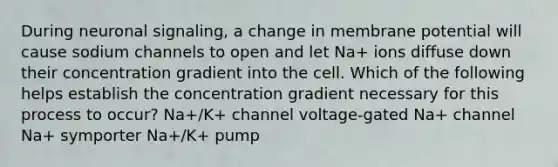 During neuronal signaling, a change in membrane potential will cause sodium channels to open and let Na+ ions diffuse down their concentration gradient into the cell. Which of the following helps establish the concentration gradient necessary for this process to occur? Na+/K+ channel voltage-gated Na+ channel Na+ symporter Na+/K+ pump