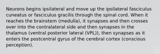 Neurons begins ipsilateral and move up the ipsilateral fasciculus cuneatus or fasciculus gracilis through the spinal cord. When it reaches the brainstem (medulla), it synapses and then crosses over into the contralateral side and then synapses in the thalamus (ventral posterior lateral (VPL)), then synapses as it enters the postcentral gyrus of the cerebral cortex (conscious perception).