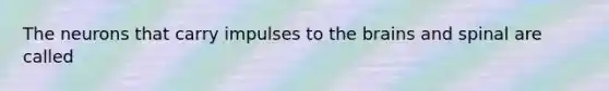 The neurons that carry impulses to the brains and spinal are called