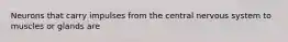 Neurons that carry impulses from the central nervous system to muscles or glands are