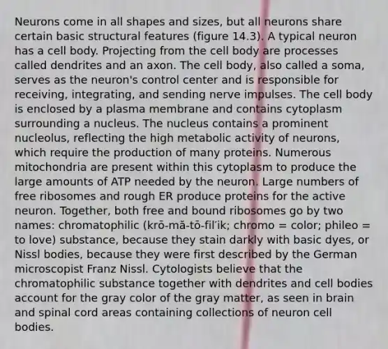 Neurons come in all shapes and sizes, but all neurons share certain basic structural features (figure 14.3). A typical neuron has a cell body. Projecting from the cell body are processes called dendrites and an axon. The cell body, also called a soma, serves as the neuron's control center and is responsible for receiving, integrating, and sending nerve impulses. The cell body is enclosed by a plasma membrane and contains cytoplasm surrounding a nucleus. The nucleus contains a prominent nucleolus, reflecting the high metabolic activity of neurons, which require the production of many proteins. Numerous mitochondria are present within this cytoplasm to produce the large amounts of ATP needed by the neuron. Large numbers of free ribosomes and rough ER produce proteins for the active neuron. Together, both free and bound ribosomes go by two names: chromatophilic (krō-mă-tō-fil′ik; chromo = color; phileo = to love) substance, because they stain darkly with basic dyes, or Nissl bodies, because they were first described by the German microscopist Franz Nissl. Cytologists believe that the chromatophilic substance together with dendrites and cell bodies account for the gray color of the gray matter, as seen in brain and spinal cord areas containing collections of neuron cell bodies.