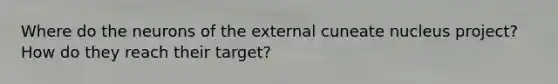 Where do the neurons of the external cuneate nucleus project? How do they reach their target?