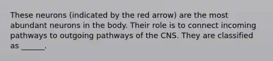 These neurons (indicated by the red arrow) are the most abundant neurons in the body. Their role is to connect incoming pathways to outgoing pathways of the CNS. They are classified as ______.