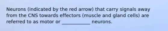 Neurons (indicated by the red arrow) that carry signals away from the CNS towards effectors (muscle and gland cells) are referred to as motor or ____________ neurons.