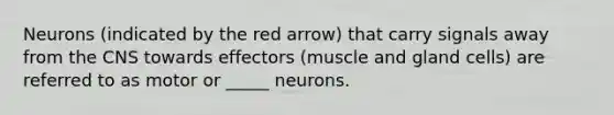 Neurons (indicated by the red arrow) that carry signals away from the CNS towards effectors (muscle and gland cells) are referred to as motor or _____ neurons.