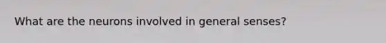 What are the neurons involved in general senses?