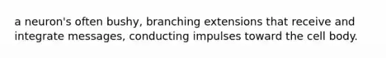 a neuron's often bushy, branching extensions that receive and integrate messages, conducting impulses toward the cell body.