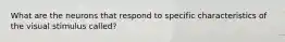 What are the neurons that respond to specific characteristics of the visual stimulus called?