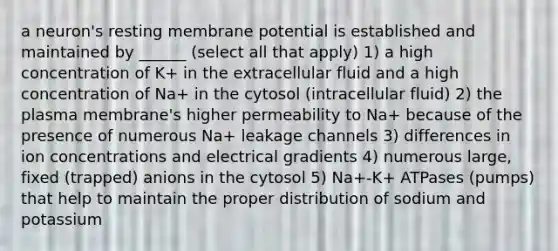 a neuron's resting membrane potential is established and maintained by ______ (select all that apply) 1) a high concentration of K+ in the extracellular fluid and a high concentration of Na+ in the cytosol (intracellular fluid) 2) the plasma membrane's higher permeability to Na+ because of the presence of numerous Na+ leakage channels 3) differences in ion concentrations and electrical gradients 4) numerous large, fixed (trapped) anions in the cytosol 5) Na+-K+ ATPases (pumps) that help to maintain the proper distribution of sodium and potassium