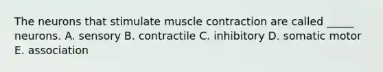 The neurons that stimulate muscle contraction are called _____ neurons. A. sensory B. contractile C. inhibitory D. somatic motor E. association