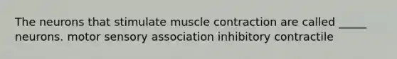 The neurons that stimulate muscle contraction are called _____ neurons. motor sensory association inhibitory contractile