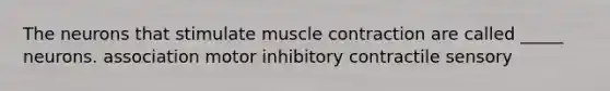 The neurons that stimulate muscle contraction are called _____ neurons. association motor inhibitory contractile sensory