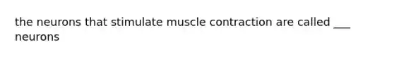 the neurons that stimulate muscle contraction are called ___ neurons