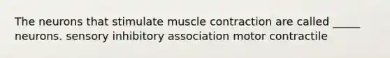 The neurons that stimulate muscle contraction are called _____ neurons. sensory inhibitory association motor contractile