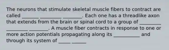 The neurons that stimulate skeletal muscle fibers to contract are called _______ _________ ________. Each one has a threadlike axon that extends from the brain or spinal cord to a group of _________ _________ ________. A muscle fiber contracts in response to one or more action potentials propagating along its ___________ and through its system of _____ ______