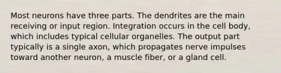 Most neurons have three parts. The dendrites are the main receiving or input region. Integration occurs in the cell body, which includes typical cellular organelles. The output part typically is a single axon, which propagates nerve impulses toward another neuron, a muscle fiber, or a gland cell.