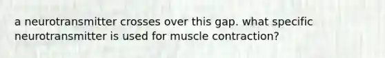 a neurotransmitter crosses over this gap. what specific neurotransmitter is used for <a href='https://www.questionai.com/knowledge/k0LBwLeEer-muscle-contraction' class='anchor-knowledge'>muscle contraction</a>?