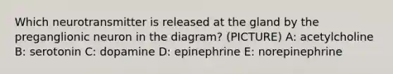 Which neurotransmitter is released at the gland by the preganglionic neuron in the diagram? (PICTURE) A: acetylcholine B: serotonin C: dopamine D: epinephrine E: norepinephrine