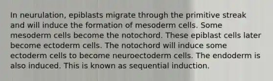 In neurulation, epiblasts migrate through the primitive streak and will induce the formation of mesoderm cells. Some mesoderm cells become the notochord. These epiblast cells later become ectoderm cells. The notochord will induce some ectoderm cells to become neuroectoderm cells. The endoderm is also induced. This is known as sequential induction.