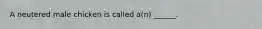 A neutered male chicken is called a(n) ______.