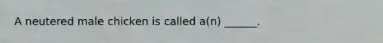 A neutered male chicken is called a(n) ______.