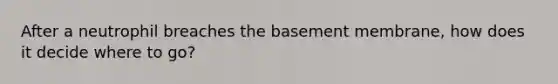 After a neutrophil breaches the basement membrane, how does it decide where to go?