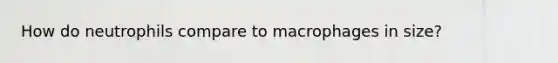 How do neutrophils compare to macrophages in size?