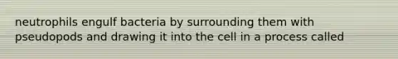 neutrophils engulf bacteria by surrounding them with pseudopods and drawing it into the cell in a process called