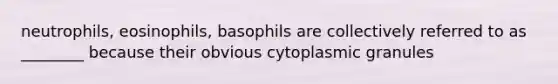 neutrophils, eosinophils, basophils are collectively referred to as ________ because their obvious cytoplasmic granules