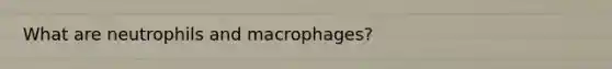 What are neutrophils and macrophages?