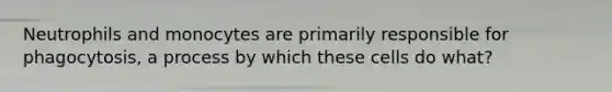 Neutrophils and monocytes are primarily responsible for phagocytosis, a process by which these cells do what?