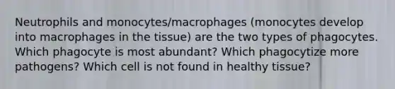 Neutrophils and monocytes/macrophages (monocytes develop into macrophages in the tissue) are the two types of phagocytes. Which phagocyte is most abundant? Which phagocytize more pathogens? Which cell is not found in healthy tissue?