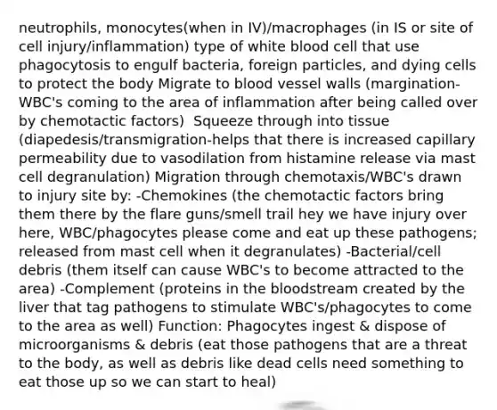 neutrophils, monocytes(when in IV)/macrophages (in IS or site of cell injury/inflammation) type of white blood cell that use phagocytosis to engulf bacteria, foreign particles, and dying cells to protect the body Migrate to blood vessel walls (margination-WBC's coming to the area of inflammation after being called over by chemotactic factors) ​ Squeeze through into tissue (diapedesis/transmigration-helps that there is increased capillary permeability due to vasodilation from histamine release via mast cell degranulation) Migration through chemotaxis​/WBC's drawn to injury site by:​ -Chemokines (the chemotactic factors bring them there by the flare guns/smell trail hey we have injury over here, WBC/phagocytes please come and eat up these pathogens; released from mast cell when it degranulates)​ -Bacterial/cell debris (them itself can cause WBC's to become attracted to the area)​ -Complement (proteins in the bloodstream created by the liver that tag pathogens to stimulate WBC's/phagocytes to come to the area as well)​ Function: Phagocytes ingest & dispose of microorganisms & debris (eat those pathogens that are a threat to the body, as well as debris like dead cells need something to eat those up so we can start to heal)​