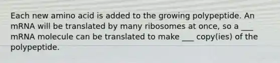 Each new amino acid is added to the growing polypeptide. An mRNA will be translated by many ribosomes at once, so a ___ mRNA molecule can be translated to make ___ copy(ies) of the polypeptide.