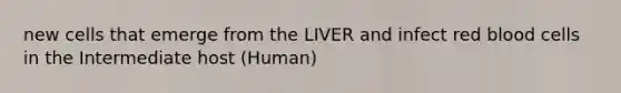 new cells that emerge from the LIVER and infect red blood cells in the Intermediate host (Human)