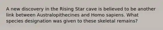 A new discovery in the Rising Star cave is believed to be another link between Australopithecines and Homo sapiens. What species designation was given to these skeletal remains?