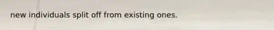 new individuals split off from existing ones.